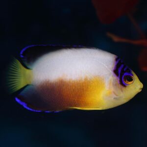 Multicolour angelfish, Centropyge multicolor, are elegant dwarf angels that make great additions to marine tanks.