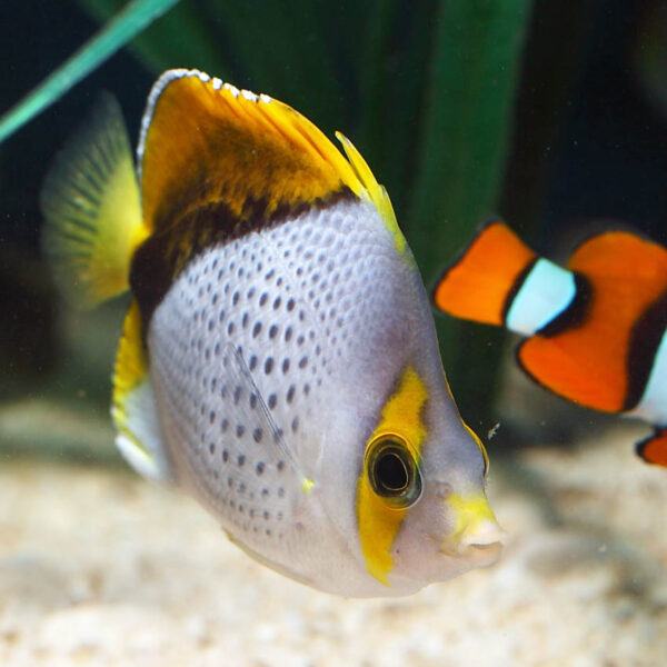 Declivis Butterflyfish, Chaetodon declivis,