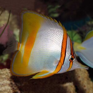 Marginated Butterflyfish, Chelmon marginalis, in the aquarium