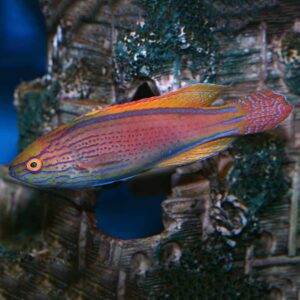 Lineatus Fairy Wrasse male, Cirrhilabrus lineatus, also go by the name purple lined wrasse. 