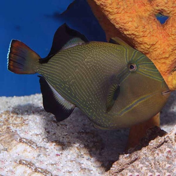 The Black Indian Trigger, scientifically known as Melichthys indicus, in the aquarium