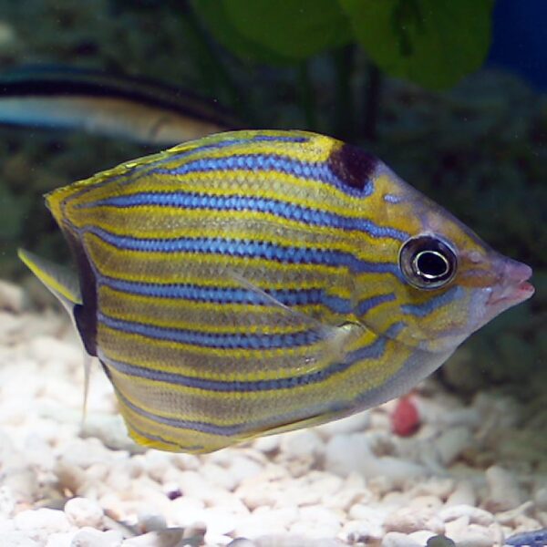 The Hawaiian Blue Stripe Butterflyfish, Chaetodon fremblii