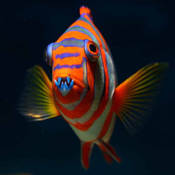 Harlequin Tusk Australian Adult in the aquarium