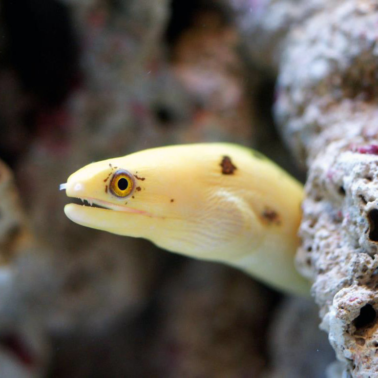 Golden Miliaris Eel Fast Professional service Abyss Aquatics