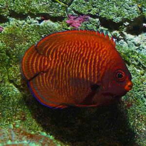 Golden Angelfish, Centropyge aurantia, are attractive dwarf angels that make great additions to marine tanks.
