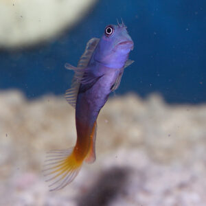 Bicolour Blenny, Ecsenius bicolor, in the aquarium