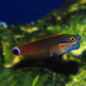 Goldstreak Tailspot Blenny, Ecsenius stigmatura, in the aquarium