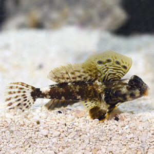 Brown Scooter Blennies, synchiropus ocellatus,in the aquarium