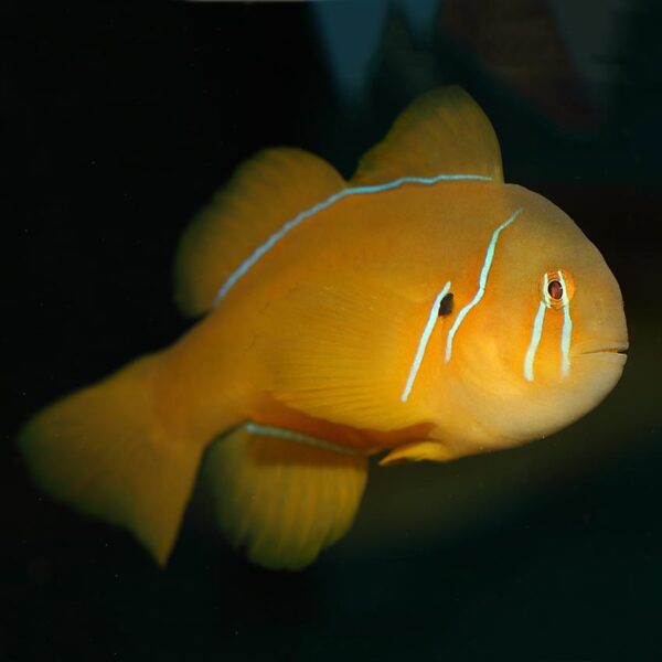 the Saffron Coral Goby in the aquarium