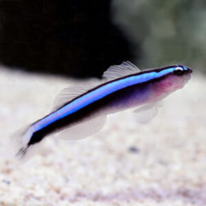 The Blue Neon Goby, Elacatinus oceanops, swimming in an aquarium