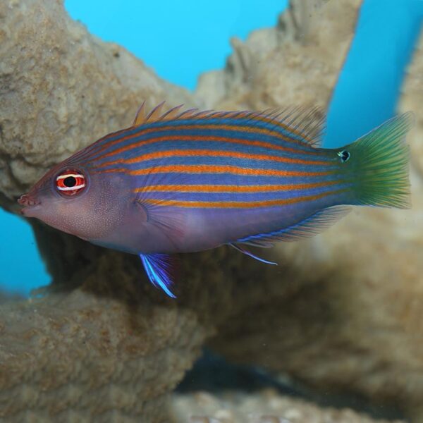 Six Line Wrasse, Pseudocheilinus hexataenia, also go by the name Sixstripe or Pyjama Wrasse.