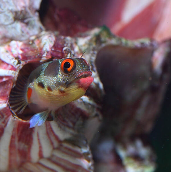 Barnacle Blenny, Acanthemblemaria macrospilus, in the aquarium