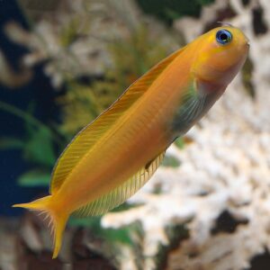 Midas Blenny, Ecsenius midas, in the aquarium