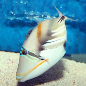 the Picasso Triggerfish (Rhinecanthus aculeatus) in the aquarium