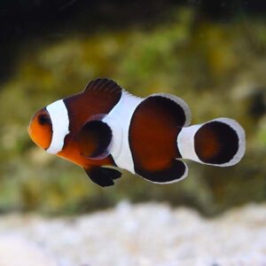 Mocha Clownfish are darker iconic fish