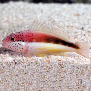 The Freckled Hawkfish, Paracirrhites forsteri, in the aquarium