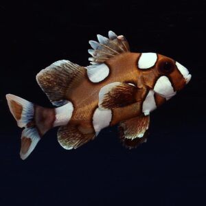 The clown sweetlips, Plectorhinchus chaetodonoides, in the aquarium