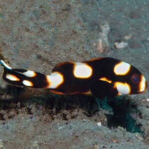 The Oriental sweetlips, Plectorhinchus orientalis, swimming above the benthos