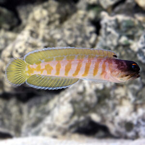 The Tiger Jawfish, Opistognathus randalli, swimming in the aquarium