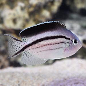 Lamark Angelfish, Genicanthus lamarck, also go by the name Blackstriped Angel in the aquarium