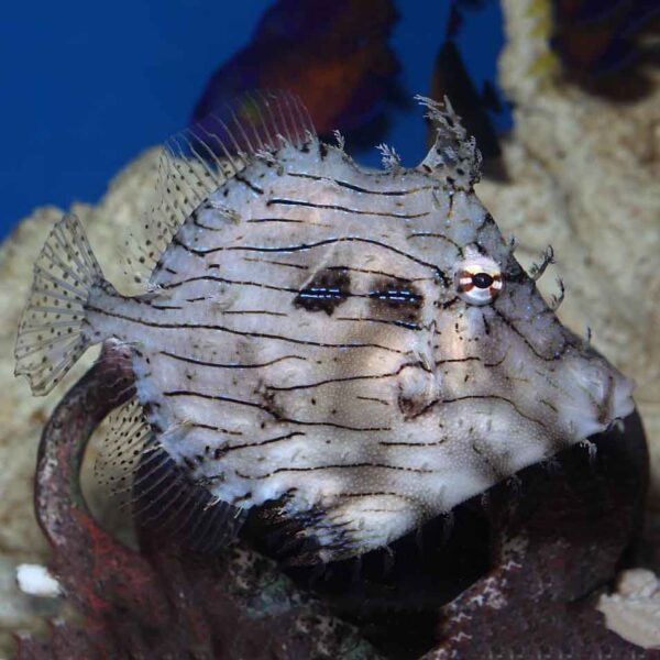 Tassle Filefish swimming in an aquarium