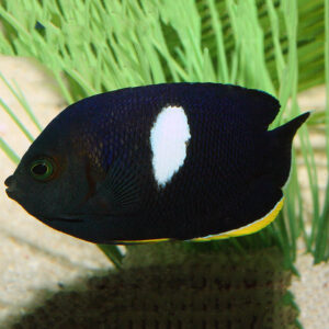 Keyhole Angelfish, Centropyge tibicen, are elegant dwarf angels that make great additions to marine tanks.