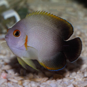 Halfblack Angelfish, Centropyge vroliki, also go by the name Pearlscale Angelfish.