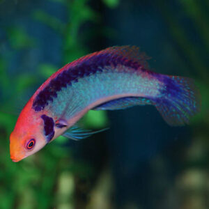 Red Head Solon Fairy Wrasse, Cirrhilabrus solorensis, also go by the name Koi fairy wrasse or red eye wrasse.