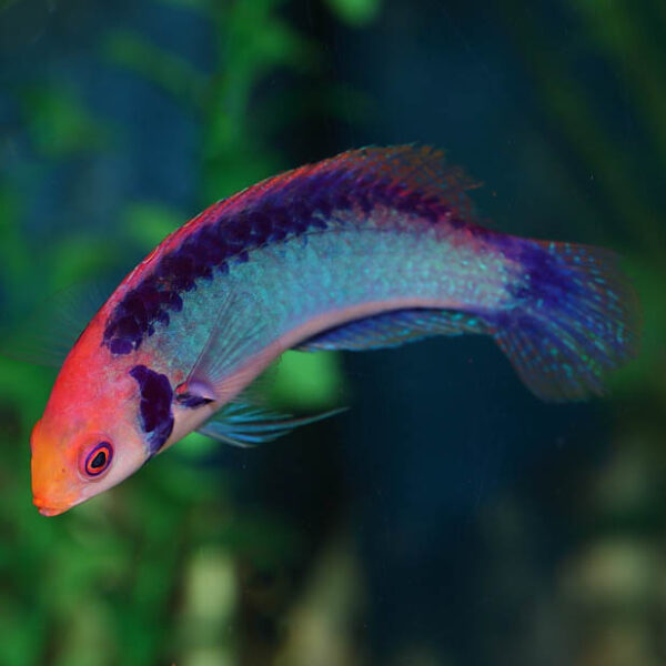 Red Head Solon Fairy Wrasse, Cirrhilabrus solorensis, also go by the name Koi fairy wrasse or red eye wrasse.