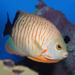Red Striped Angelfish, Centropyge eibli, also go by the name Blacktail Angelfish.