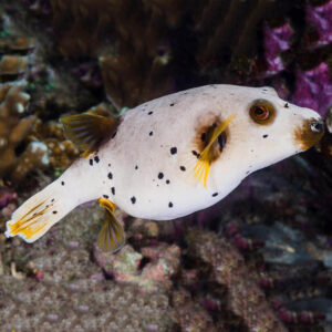 The Dogface Hush Puppy Puffer, swimming in the aquarium