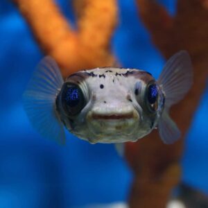 The Porcupine Puffer, Diodon holocanthus, in the aquarium