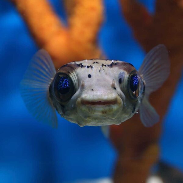 The Porcupine Puffer, Diodon holocanthus, in the aquarium