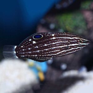 Juvenile Dusky Wrasse Female, Halichoeres marginatus, also go by the name Marginatus Wrasse.