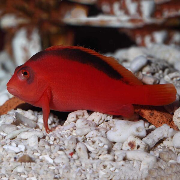 The Scarlet Hawkfish (Neocirrhitus armatus) perching in the aquarium