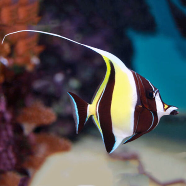 Moorish idol in the aquarium