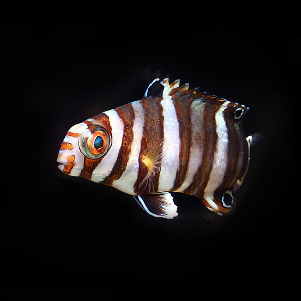 Harlequin Tusk Australian Adult in the aquarium