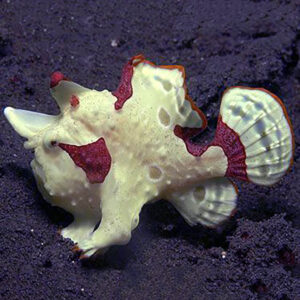 White Frogfish in the aquarium