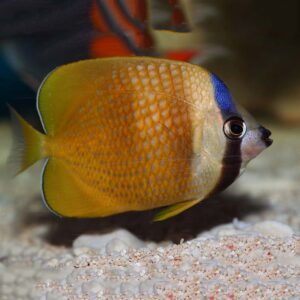 Sunburst Butterfly (Chaetodon kleinii) showcasing its vibrant colours and unique patterns.