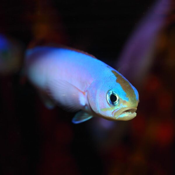 The Purple Tilefish (Hoplolatilus purpureus) at the Abyss