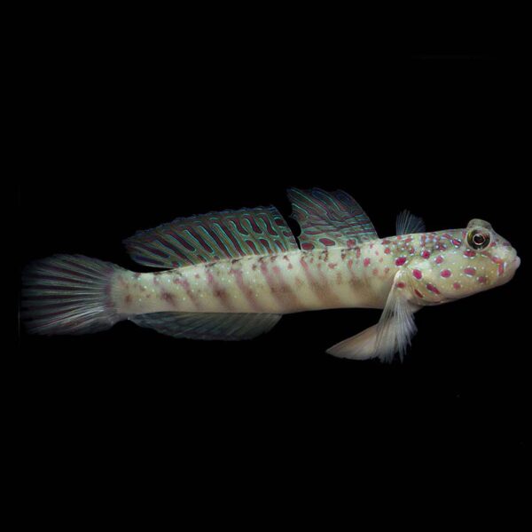 The Pink Spot Goby AKA Pink Speckled Shrimp Goby engages in a fascinating reproductive process to ensure the survival of its species.