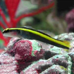 TANK BRED GOLD NEON GOBY, AKA YELLOW LINE GOBY IN THE AQUARIUM