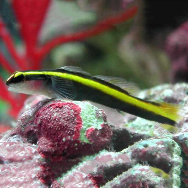 TANK BRED GOLD NEON GOBY, AKA YELLOW LINE GOBY IN THE AQUARIUM