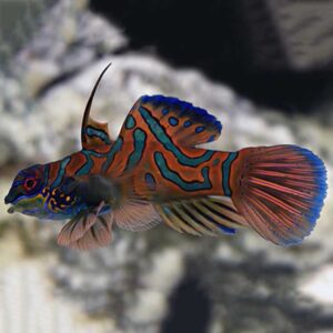 Red Mandarins, Synchiropus splendidus, also go by the name Mandarinfish.