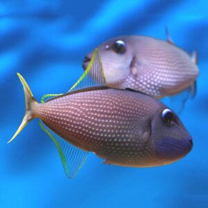 Blue Throat Trigger Pairs, Xanthichthys auromarginatus, in the aquarium