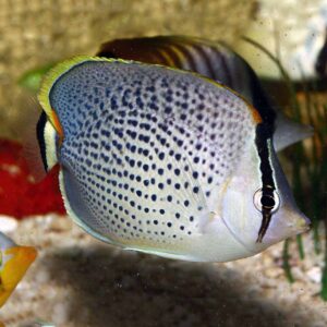 The Dot Dash Butterfly, Chaetodon punctatofasciatus, swimming in the aquarium