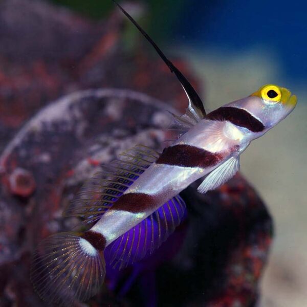 The Hi-Fin Banded Goby, swimming in an aquarium