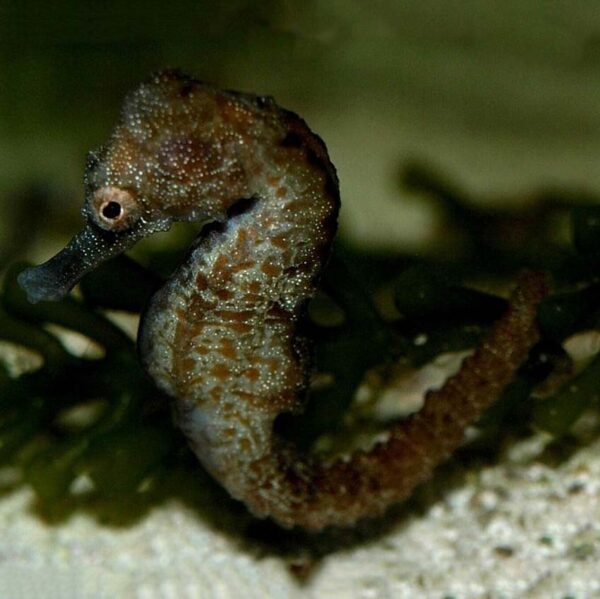 Tank Bred Female Fuscus Seahorse, Hippocampus fuscus, also go by the name Sea Pony.