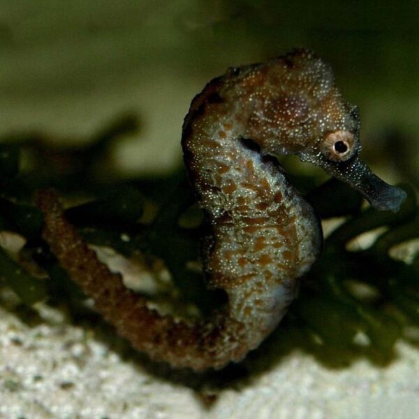 Tank Bred Male Fuscus Seahorse, Hippocampus fuscus, also go by the name Sea Pony.