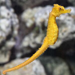 Semispinosus Seahorse Female buy online